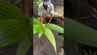 HYBRID TACUNAN DWARF COCONUT  PAPA LITO PLANTING METHOD [upl. by Oloapnaig]