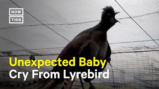 Lyrebird Mimics Baby Crying [upl. by Alyaj372]