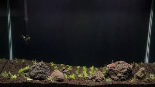 Next Planted Aquarium Projects [upl. by Arabela112]