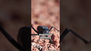 Bombardier Beetles Explosive Defense [upl. by Odine]