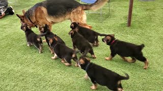 German Shepherd PUPPIES 8 weeks and DAD Play 2020 [upl. by Hammond299]