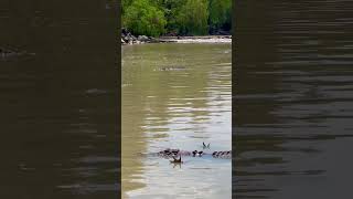 This is how crocs fish at Cahills Crossing  feeling the vibes [upl. by Anirtek]