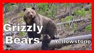 Grizzly Bears  Yellowstone [upl. by Gowon]