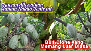 Clone Unggulan BB1 juga Sebagai PejantanMCC02BB1 [upl. by Bezanson400]