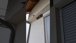 Secret Life of Swallows Breathtaking SlowMo Nest Visit birds animals slowmotion [upl. by Llertnom]