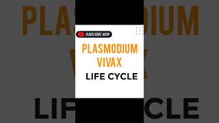 PLASMODIUM VIVAX LIFE CYCLE [upl. by Leamsi]