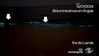 Bioluminiscência em Angola  16 09 2024 [upl. by Annahs]