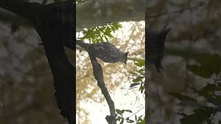 Rarest of the Rare  spot bellied eagle owl  shorts youtube youtubeshorts youtubevideo [upl. by Hauger]