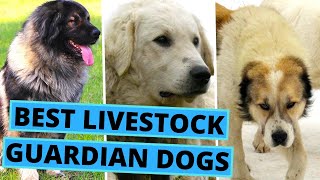 Livestock Guardian Dog Breeds  Best 30 LGDs [upl. by Yenaiv]