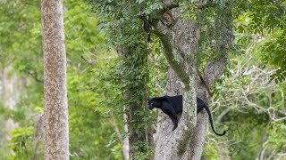 Kabini  The Black Panther  2017 [upl. by Vasyuta]