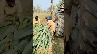 Mans Doing Work And Tractor Machine Making Saleg For Cattle shortsviral [upl. by Okiek810]