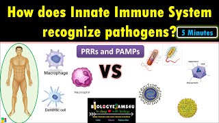 How does Innate Immune System recognize pathogens How Macrophages recognize microbes [upl. by Maximilianus]