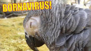 31 YEAR OLD African Grey DIES from AVIAN BORNAVIRUS [upl. by Thurston496]