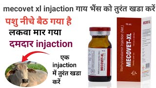 vet injaction  mecovet xl injaction veterinary uses hindi mecovet xl injaction prize veterinarian [upl. by Arahc26]