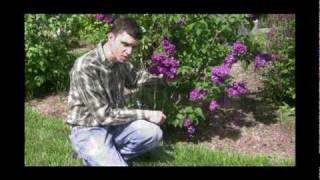 How to Grow and Care for Lilac Plants Video [upl. by Gildus34]