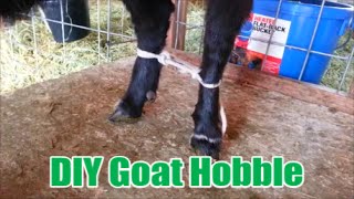 DIY Goat Hobble [upl. by Okiram]