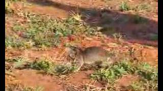 HeroRAT learning to detect landmines [upl. by Ahsuat]