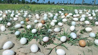 wow wow Collect as many eggs as possible on the grass handpicked by the best fishermen [upl. by Feodore]