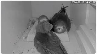 C RSPB live Swift cam Sweet faces til feed at 1447 13th July 2024 [upl. by Ulland]