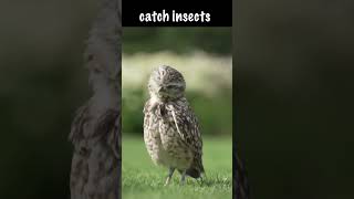 This is how fast a burrowing owl will grow owls [upl. by Ahsiekram630]