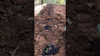 Part 14 of my gardening journey garden shorts vegetables [upl. by Iaht]