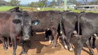 MARSHMAN Angus X heifers [upl. by Muriel]