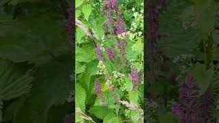 Flowers of our South Norfolk fields  Hedge Woundwort [upl. by Orazio]