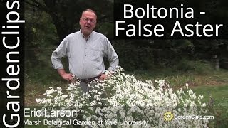 Boltonia asteroides quotSnowbankquot  False Aster  How to grow Boltonia  Easy to grow Fall flowers [upl. by Eihtak]