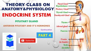 Endocrine systemPITUITARY GLAND anterior pituitary its hormones continuation part 4 [upl. by Johst]