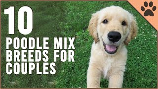 Top 10 Poodle Mix Breeds for Couples  Dog World [upl. by Yesrej]