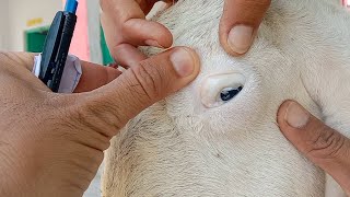 Demonstration Clinical Case Of Babesiosis in Goat Tick Fever in Goats  Dr ikram [upl. by Garda]