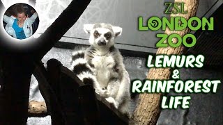 RingTailed Lemur amp Rainforest Life  ZSL London Zoo [upl. by Yllor]