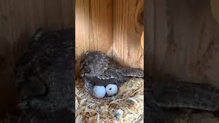 Eastern Screech Owl egg hatching [upl. by Combes]