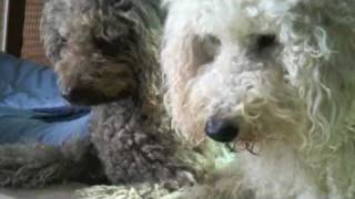 WILD HUNTING LABRADOODLES [upl. by Pomeroy511]