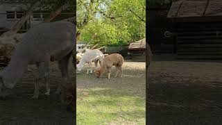 Alpaca sound effect shorts youtubeshorts alpaca animation [upl. by Herrera]