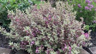 My Monet Weigela [upl. by Rehpotsihrc]