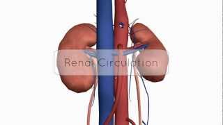 Renal CirculationBlood Supply  Anatomy Tutorial [upl. by Addie]