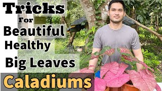 HOW TO CARE FOR CALADIUM  CALADIUM CARE TIPS [upl. by Ewer]