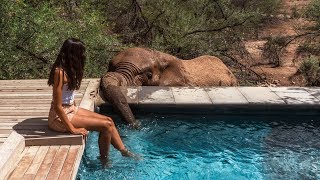 CAPE TOWN WILDLIFE SAFARI Inverdoorn Private Game Reserve🐘🦁 [upl. by Sekyere]