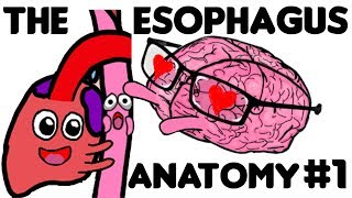 The Esophagus Anatomy PART 1 [upl. by Akined]