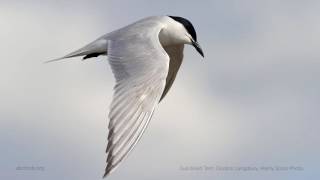 Gullbilled Tern Call [upl. by Nivek]