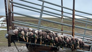 Late season Idaho duck limits… green wing teal gets in a little too close [upl. by Meunier]