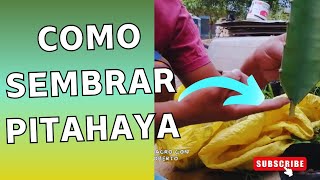 ¿ COMO SEMBRAR pitahaya [upl. by Ayoj]