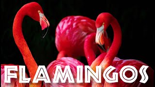 All About Flamingos for Kids Animal Videos for Children  FreeSchool [upl. by Ennaeel]