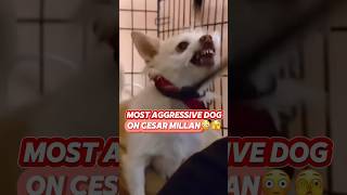 Scary Cesar Millan dog🥶 moments worst dogs bite fight scariest dogwhisperer showdown tv [upl. by Holub]