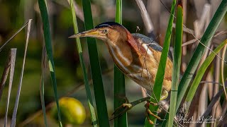 Least Bittern Display Call [upl. by Neilson936]