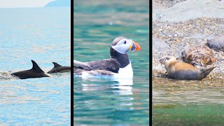 4K Pembrokeshire coast Skomer Saint Davids Ramsey boat trip puffins dolphin porpoise secret caves [upl. by Einnaj946]