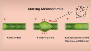 Starling Mechanismus Manuelle Lymphdrainage [upl. by Aniuqaoj]