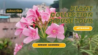 Nerium Plant and Tips  flowers nerium oleander garden [upl. by Ynafets]