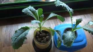 Hydroponic Kale  Dinosaur Kale Kratky Method  NonCirculating Hydroponic 02 [upl. by Meibers]